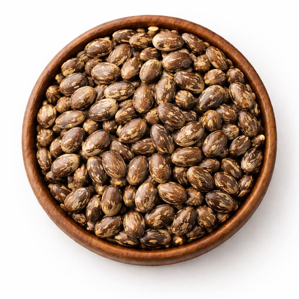 Premium Industrial Grade Castor Seeds High Oil Yield Export Quality